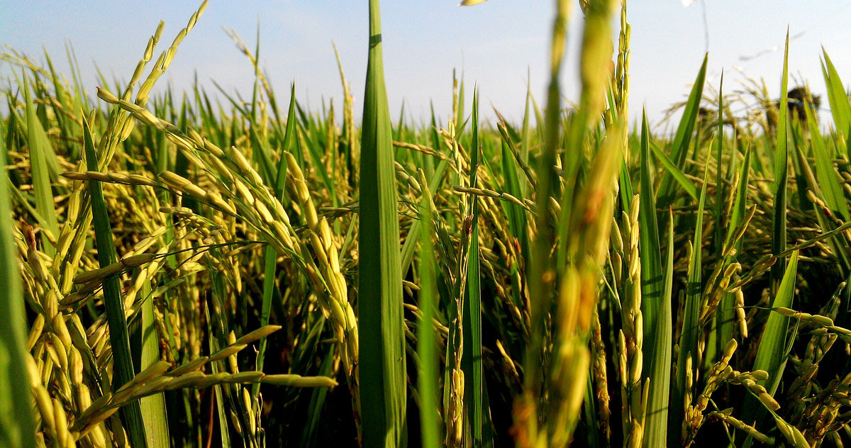 高塍、芳橋鎮建成2000畝水稻生長感知和智慧管理示范